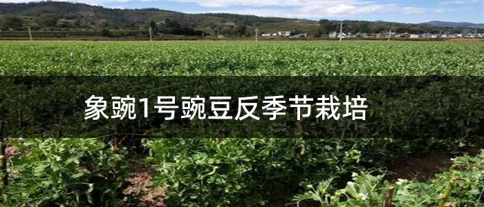 象豌1号豌豆反季节栽培