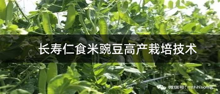 长寿仁食米豌豆高产栽培技术