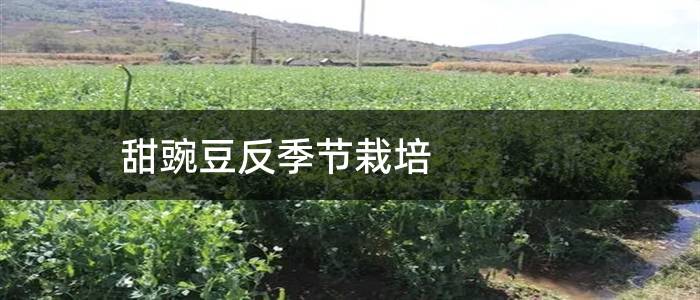 甜豌豆反季节栽培