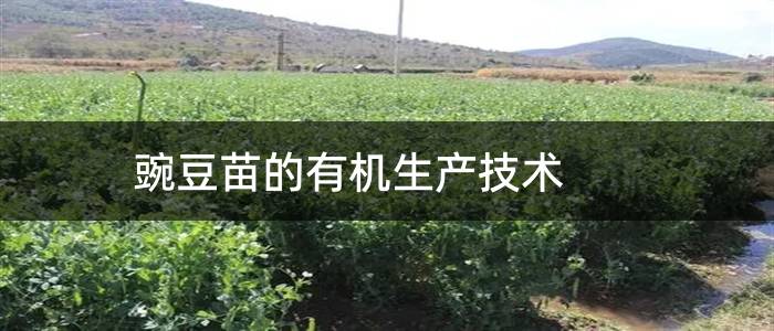 豌豆苗的有机生产技术