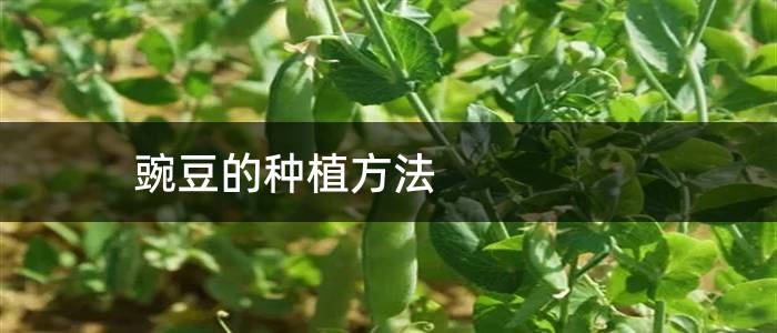 豌豆的种植方法