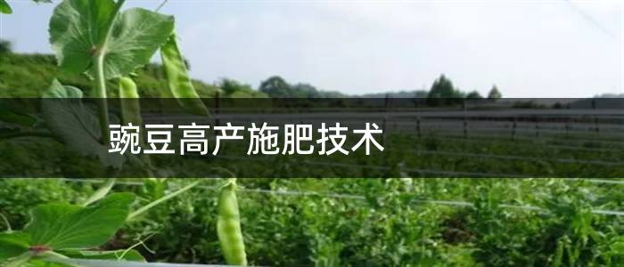 豌豆高产施肥技术