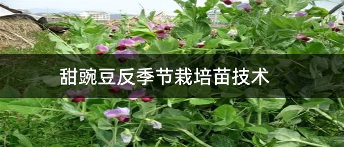 甜豌豆反季节栽培苗技术