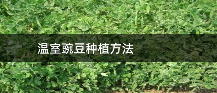 温室豌豆种植方法