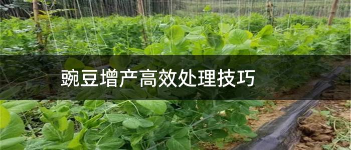豌豆增产高效处理技巧