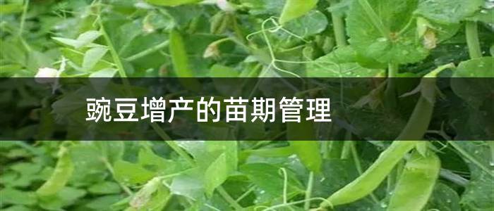 豌豆增产的苗期管理