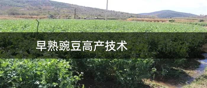 早熟豌豆高产技术