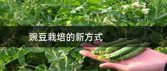 豌豆栽培的新方式