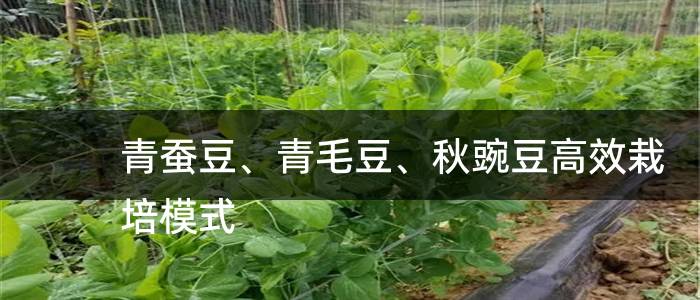 青蚕豆、青毛豆、秋豌豆高效栽培模式