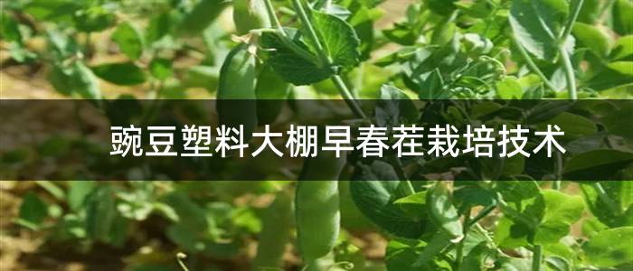 豌豆塑料大棚早春茬栽培技术