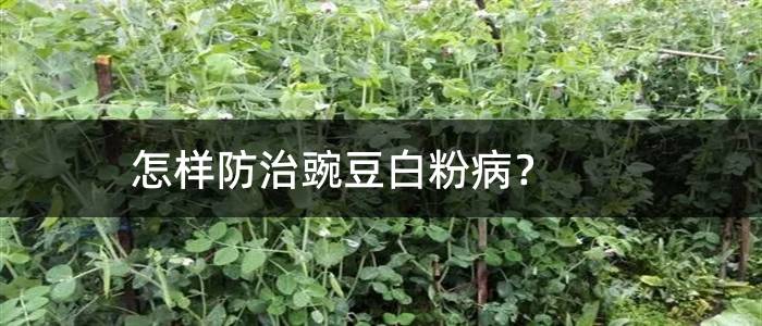 怎样防治豌豆白粉病？