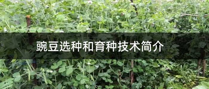 豌豆选种和育种技术简介
