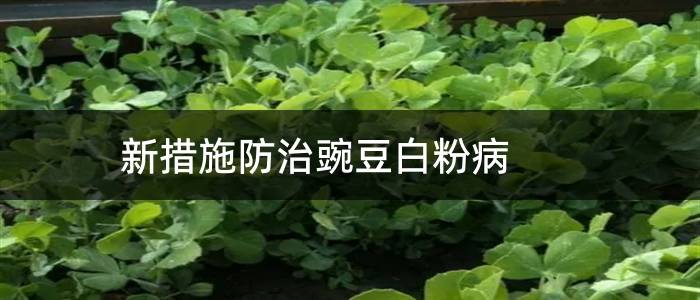 新措施防治豌豆白粉病