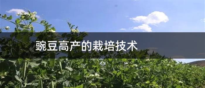 豌豆高产的栽培技术