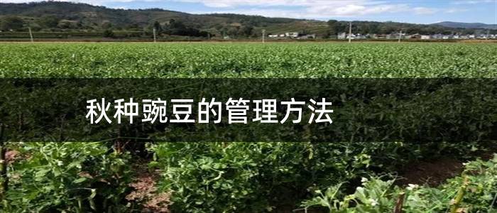 秋种豌豆的管理方法