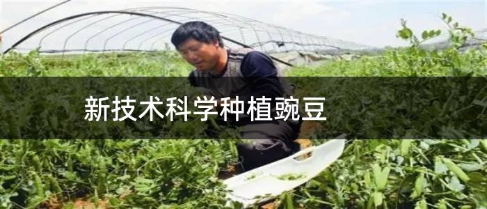 新技术科学种植豌豆