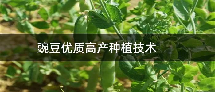 豌豆优质高产种植技术