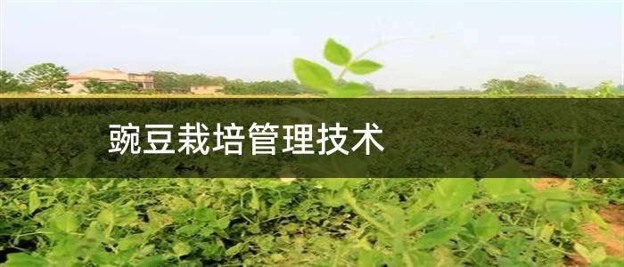 豌豆栽培管理技术