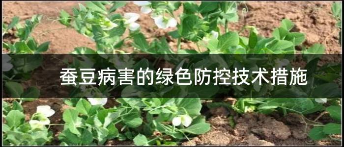 蚕豆病害的绿色防控技术措施