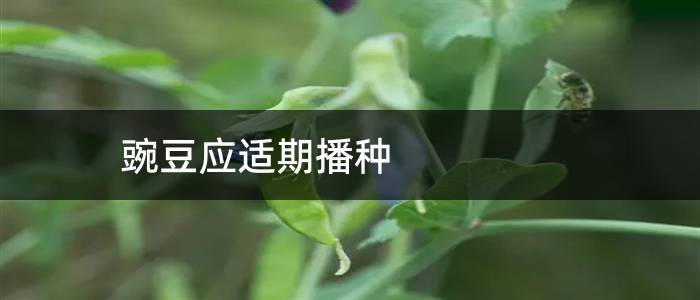 豌豆应适期播种