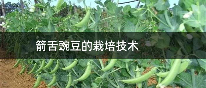 箭舌豌豆的栽培技术