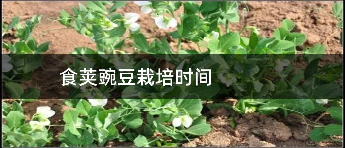 食荚豌豆栽培时间