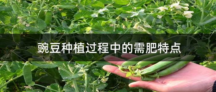 豌豆种植过程中的需肥特点