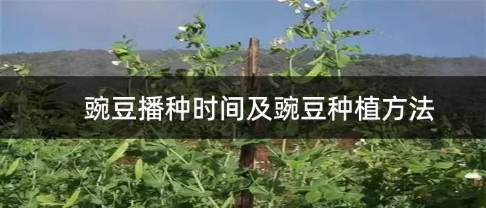 豌豆播种时间及豌豆种植方法
