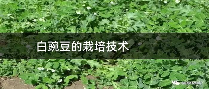 白豌豆的栽培技术