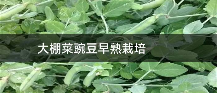 大棚菜豌豆早熟栽培