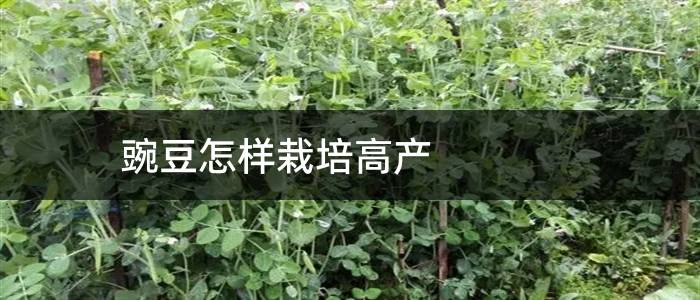 豌豆怎样栽培高产