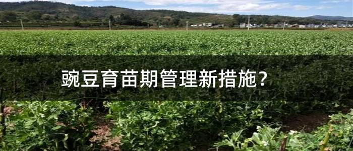 豌豆育苗期管理新措施？