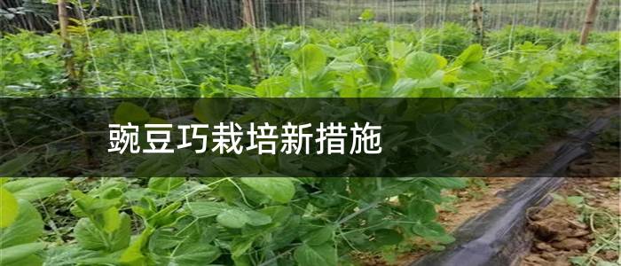 豌豆巧栽培新措施