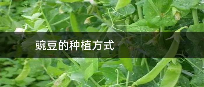 豌豆的种植方式