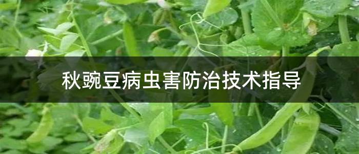 秋豌豆病虫害防治技术指导