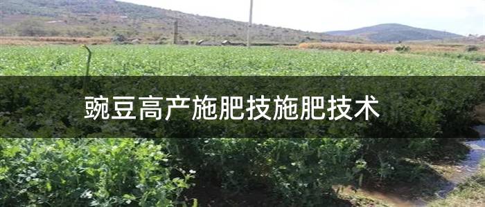 豌豆高产施肥技施肥技术