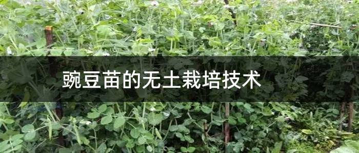 豌豆苗的无土栽培技术