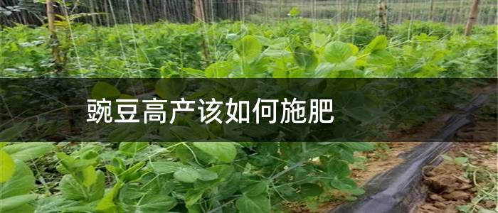 豌豆高产该如何施肥