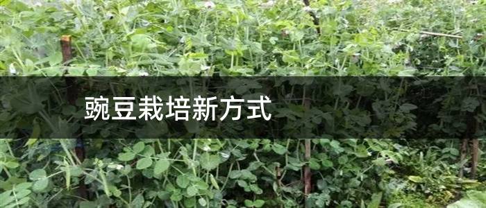 豌豆栽培新方式