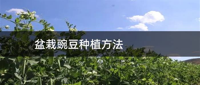 盆栽豌豆种植方法