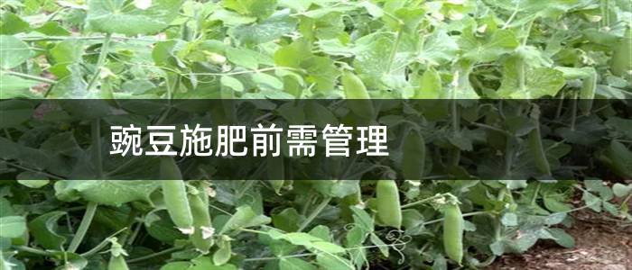 豌豆施肥前需管理