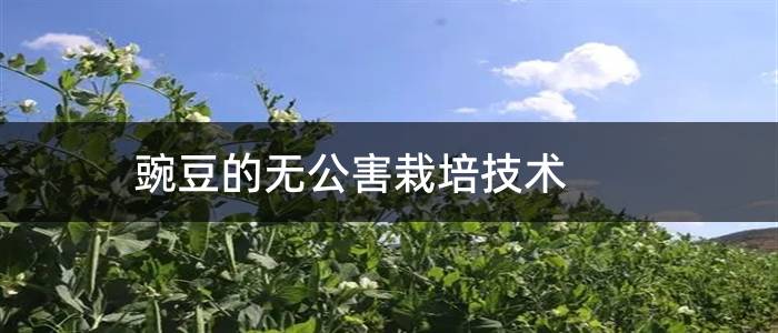 豌豆的无公害栽培技术