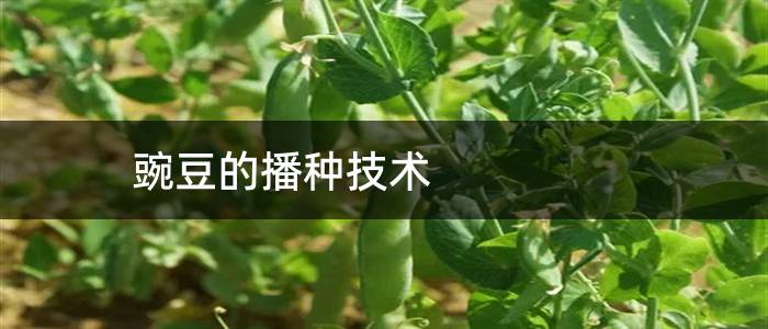 豌豆的播种技术