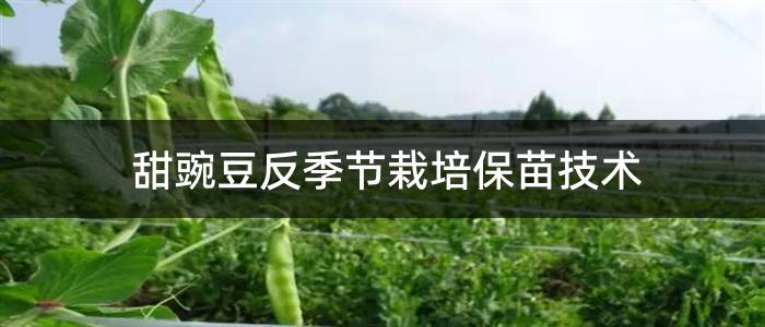 甜豌豆反季节栽培保苗技术
