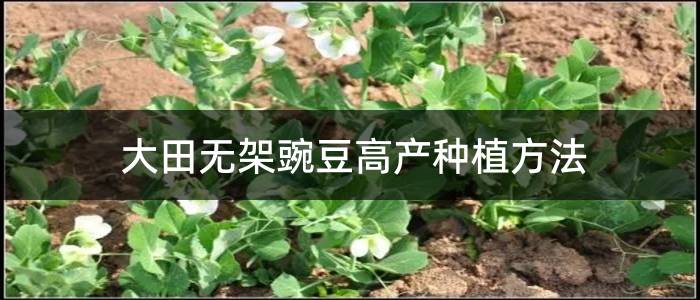 大田无架豌豆高产种植方法