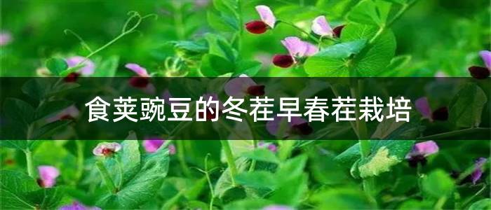 食荚豌豆的冬茬早春茬栽培