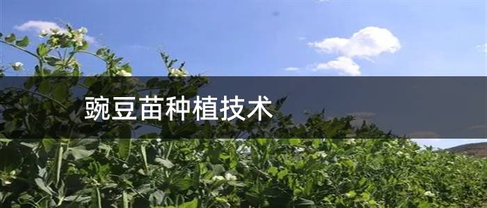 豌豆苗种植技术