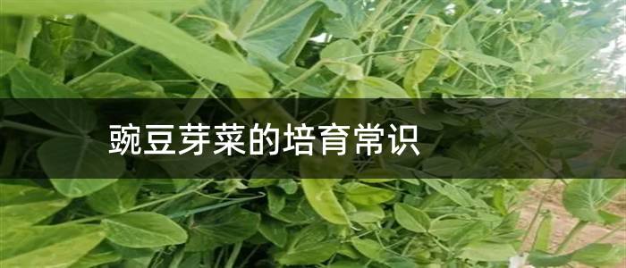 豌豆芽菜的培育常识