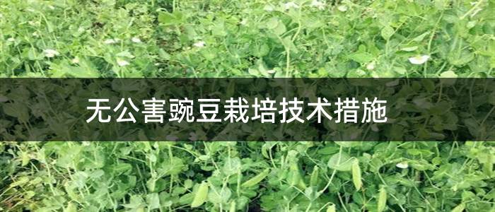 无公害豌豆栽培技术措施