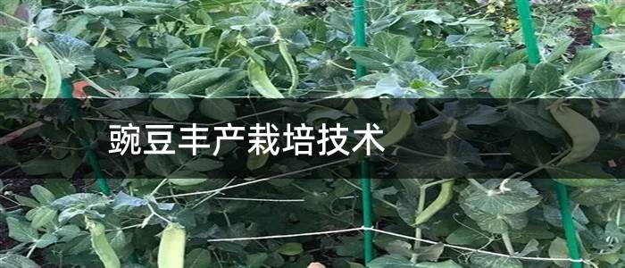 豌豆丰产栽培技术
